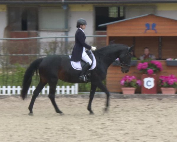 Reitturnier Gerasdorf bei Wien 2022