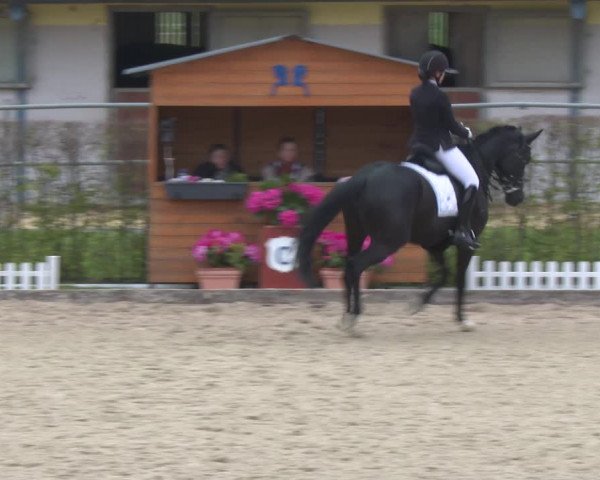 Reitturnier Gerasdorf bei Wien 2022