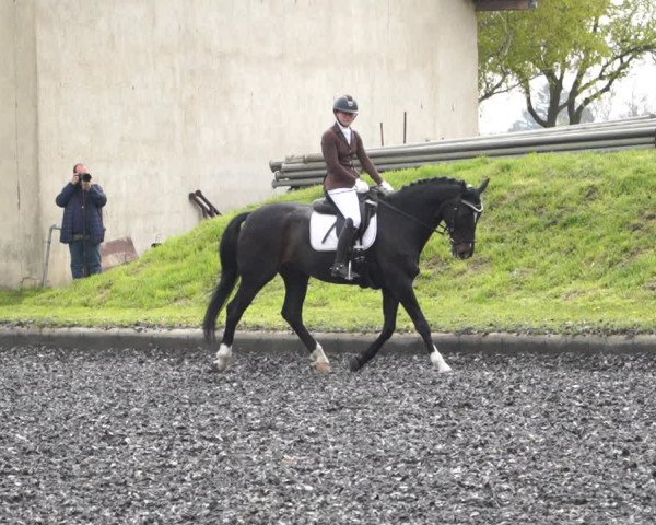 Reitturnier Gerasdorf bei Wien 2022