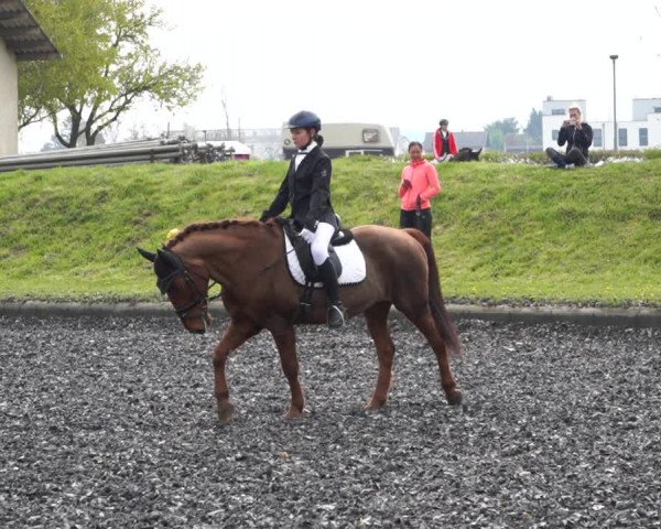 Reitturnier Gerasdorf bei Wien 2022