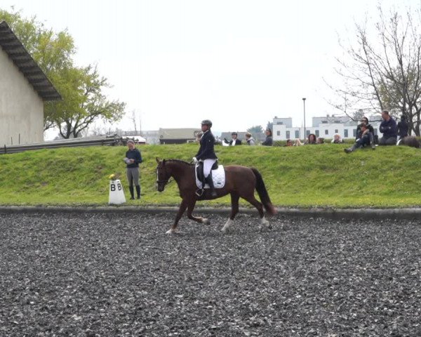 Reitturnier Gerasdorf bei Wien 2022