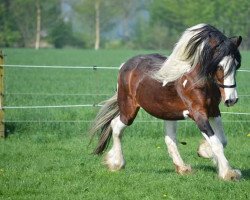 Dressage horse Jonny Jumper (Rheinländer, 1998, from Joe)