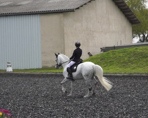 Reitturnier Gerasdorf bei Wien 2022