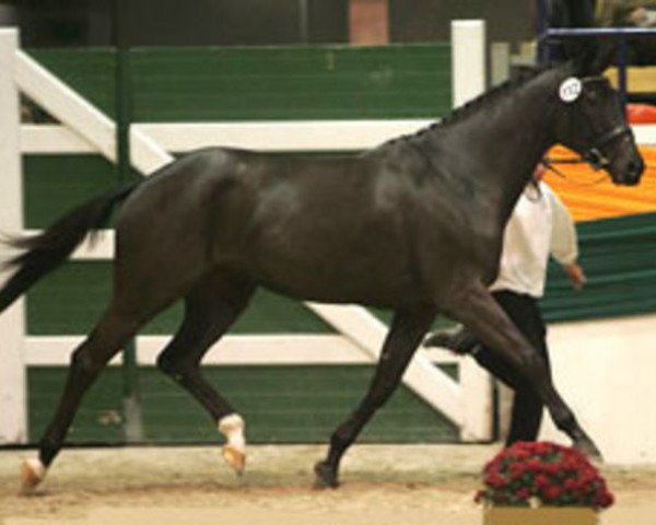 dressage horse In Vita (Trakehner, 2003, from Buddenbrock)