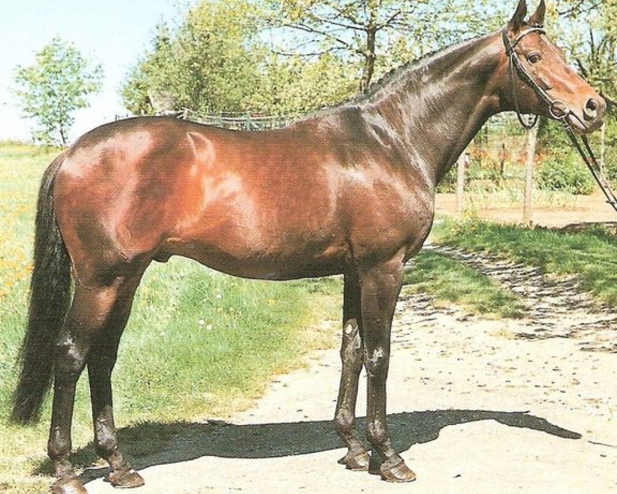 Deckhengst Windmesser xx (Englisches Vollblut, 1978, von Madruzzo xx)