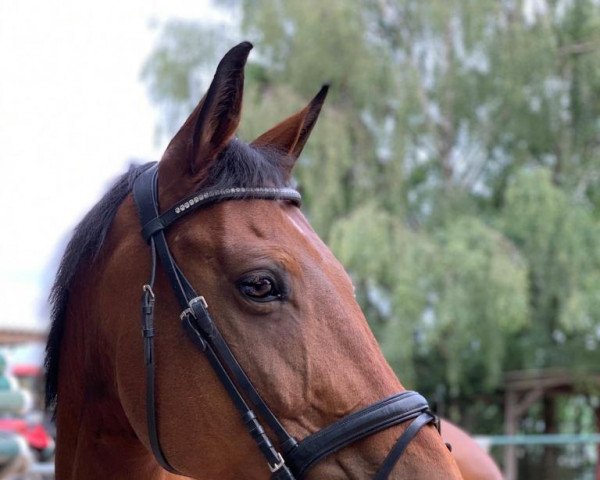 broodmare Happyness 23 (German Sport Horse, 2003, from Lehnbach)