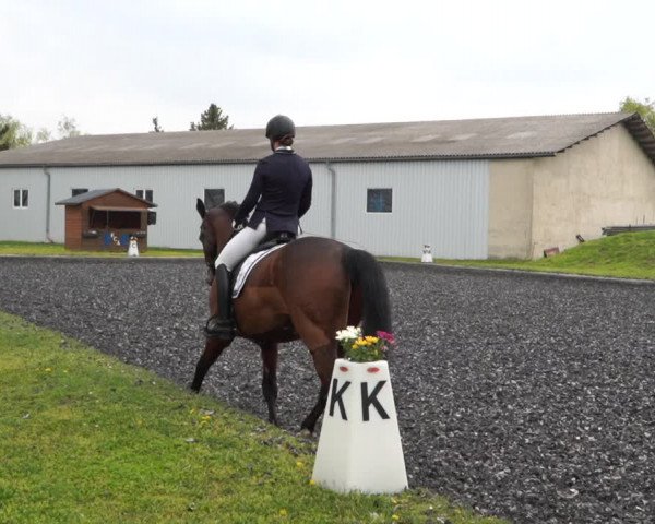 Reitturnier Gerasdorf bei Wien 2022