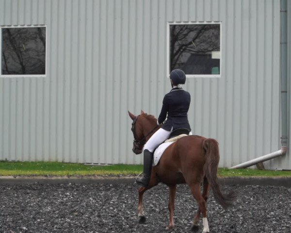 Reitturnier Gerasdorf bei Wien 2022