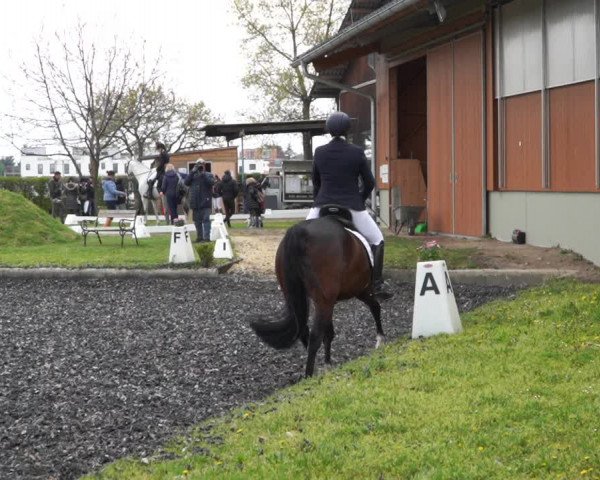 Reitturnier Gerasdorf bei Wien 2022
