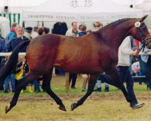 broodmare Idylle II (Trakehner, 1984, from Consul) broodmare Idylle II (Trakehner, 1984, from Consul)