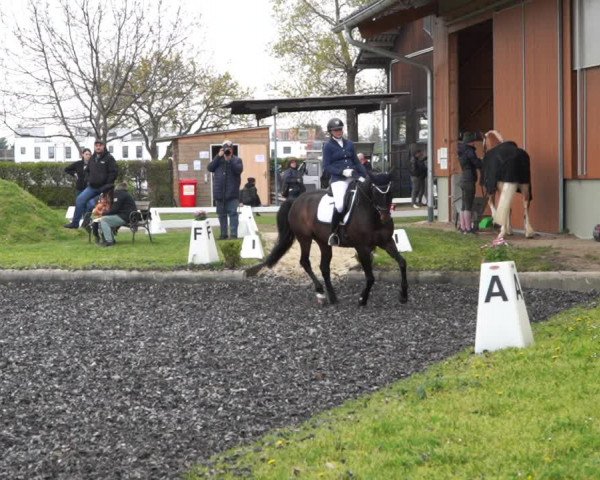 Reitturnier Gerasdorf bei Wien 2022