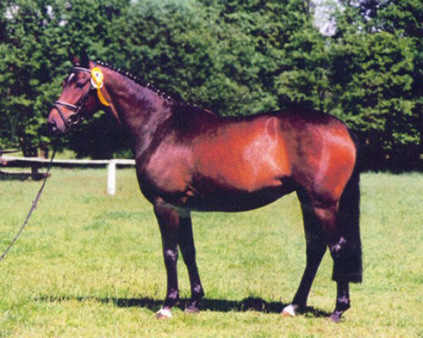 Zuchtstute Imposante IV (Trakehner, 1991, von Ravel)