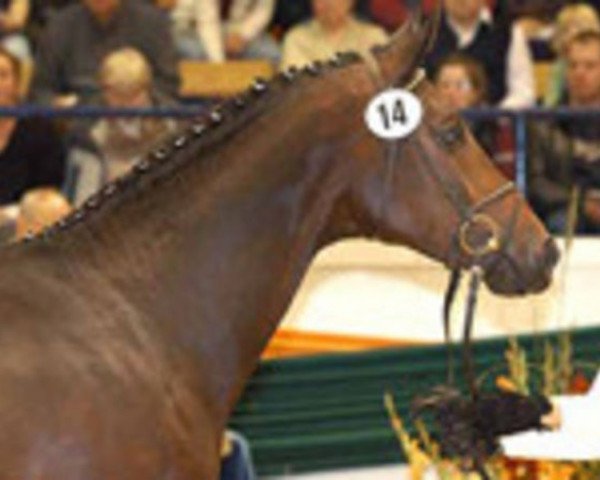 stallion Aquarius (Trakehner, 2002, from Connery)