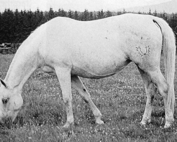Zuchtstute Feodora 512 (Trakehner, 1942, von Canino 4023)