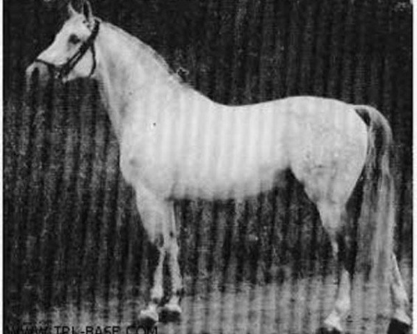 Deckhengst Fez (Trakehner, 1949, von Suomar)