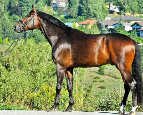 dressage horse Fire and Flames (Hanoverian, 2013, from Fürstbischof)