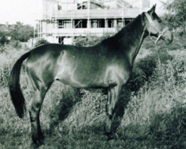 broodmare Libelle (Trakehner, 1952, from Totilas)