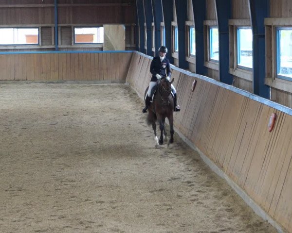 Reitturnier Gerasdorf bei Wien 2022