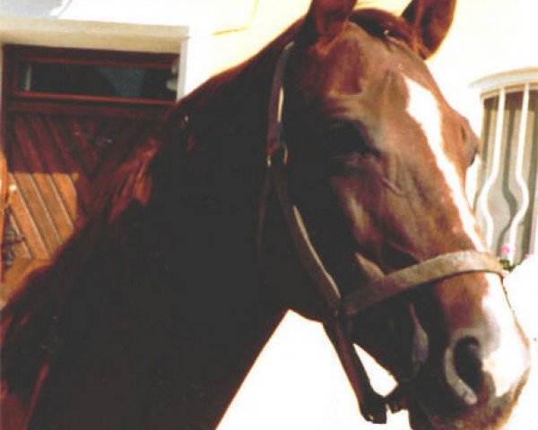 broodmare Libussa (Trakehner, 1963, from Pindar xx)