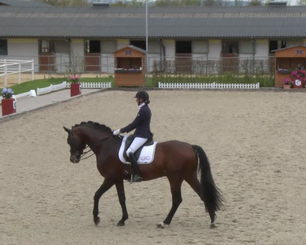 Reitturnier Gerasdorf bei Wien 2022