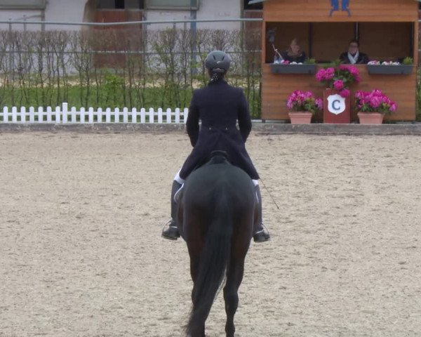Reitturnier Gerasdorf bei Wien 2022