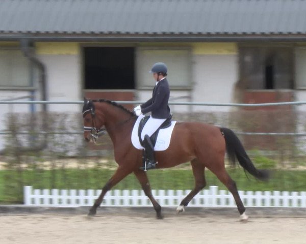Reitturnier Gerasdorf bei Wien 2022