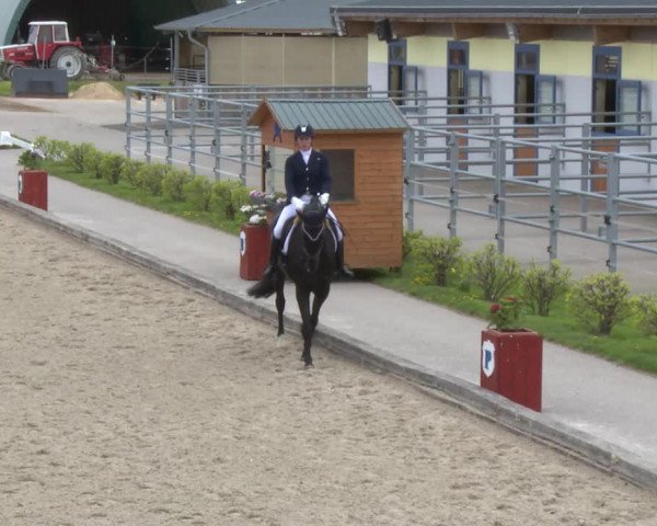 Reitturnier Gerasdorf bei Wien 2022