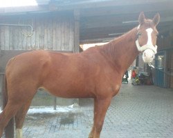 Dressurpferd Wernaccio (Hannoveraner, 2005, von Worldly I)