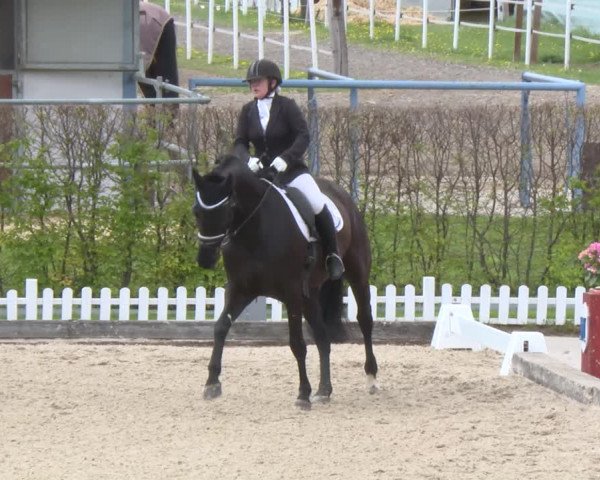 Reitturnier Gerasdorf bei Wien 2022