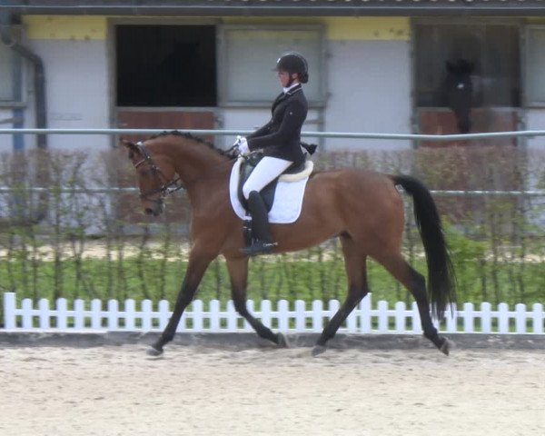 Reitturnier Gerasdorf bei Wien 2022