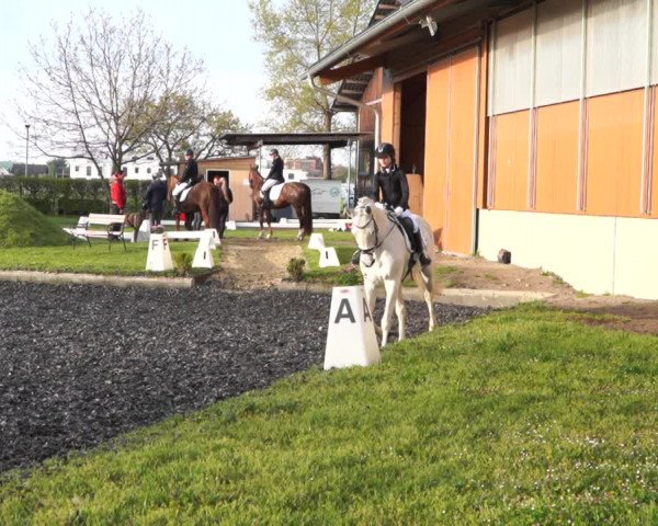 Reitturnier Gerasdorf bei Wien 2022