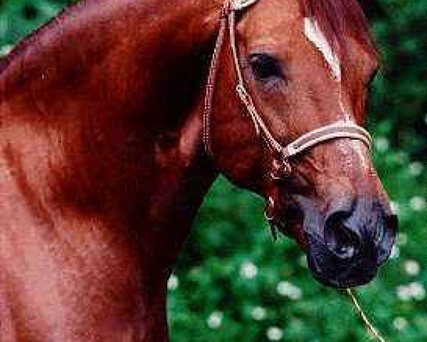 stallion Cosmos (Paso Fino, 1980, from Resorte Cuarto)