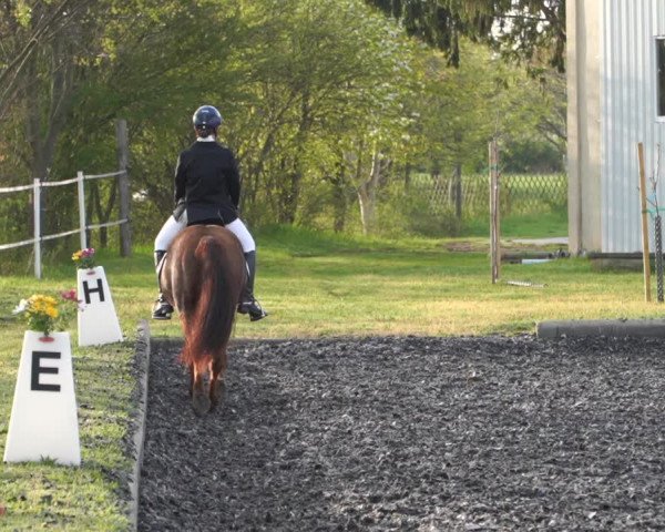Reitturnier Gerasdorf bei Wien 2022