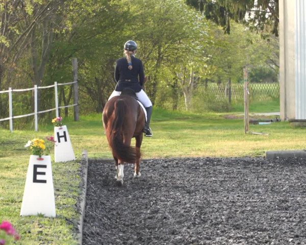 Reitturnier Gerasdorf bei Wien 2022