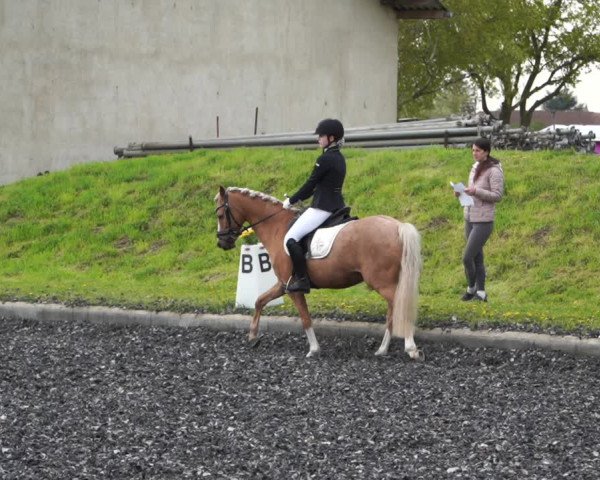 Reitturnier Gerasdorf bei Wien 2022