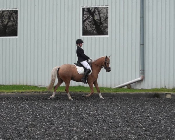 Reitturnier Gerasdorf bei Wien 2022