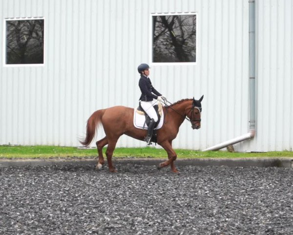 Reitturnier Gerasdorf bei Wien 2022