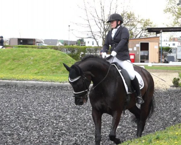 Reitturnier Gerasdorf bei Wien 2022