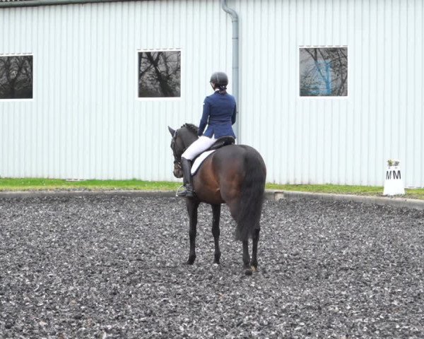 Reitturnier Gerasdorf bei Wien 2022