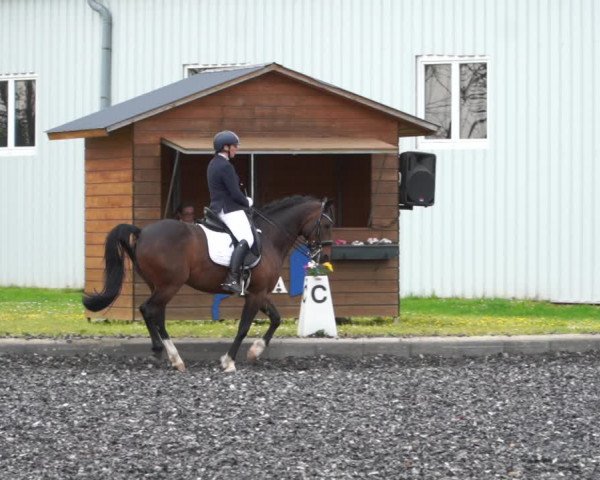 Reitturnier Gerasdorf bei Wien 2022