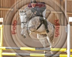 dressage horse Deyn noble pride (Trakehner, 2005, from Donaufeuer)