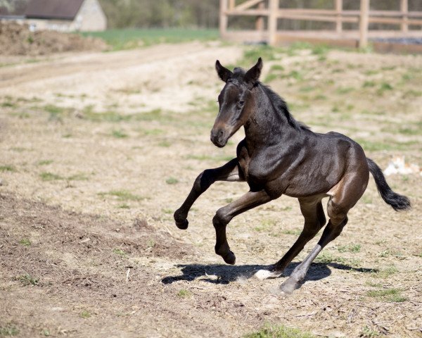 horse Sweet Dream G (Westphalian, 2022, from Schwarzgold)