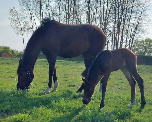 horse Viva Whisper (Oldenburg, 2022, from Viva Gold OLD)