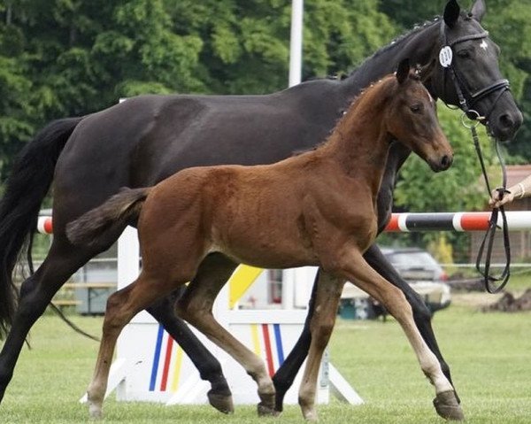 horse Sir Frederic JR (German Sport Horse, 2021, from Si Senor M) horse Sir Frederic JR (German Sport Horse, 2021, from Si Senor M)