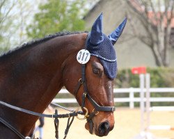 jumper Maly Morsky Princ XX (Thoroughbred, 2011, from Fly to the Stars xx)