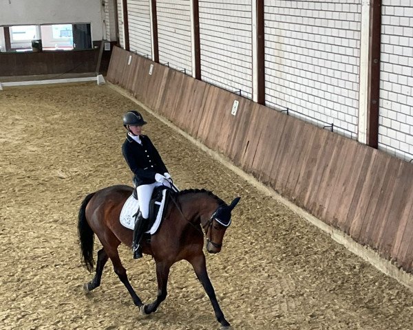 Dressurpferd Darina 162 (Deutsches Sportpferd, 2012)