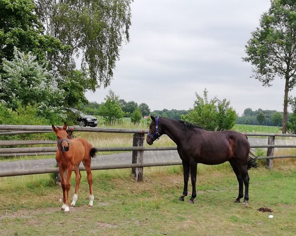 Springpferd Bärchen Q (Westfale, 2018, von Callaho's Benicio)