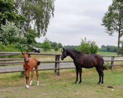 jumper Bärchen Q (Westphalian, 2018, from Callaho's Benicio)