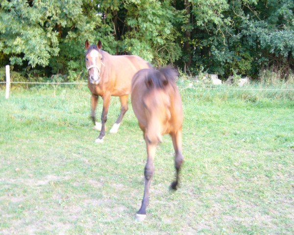 broodmare Atlanta (Oldenburg, 1995, from Landsieger I) broodmare Atlanta (Oldenburg, 1995, from Landsieger I)