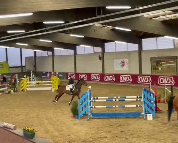 Video koně Cassy 79